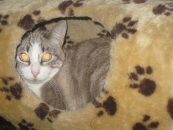Bild von Sissi