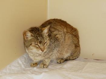 Tigra Bild von Tigra