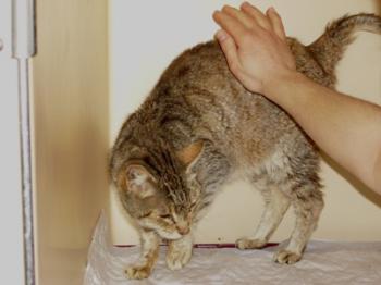 Tigra Bild von Tigra