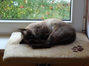 Bailey Bild von Bailey