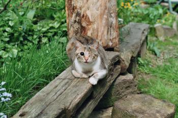 Izar Bild von Izar