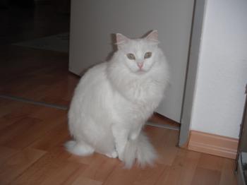 Sami Bild von Sami