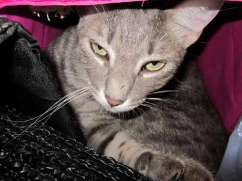 Amica-Molly Bild von Amica-Molly