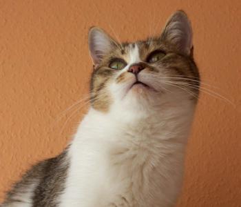 Xiba Bild von Xiba