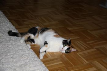 Clarisa Bild von Clarisa