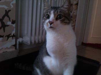 Mau Bild von Mau