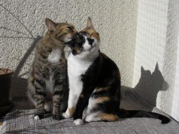 Noe Bild von Noe