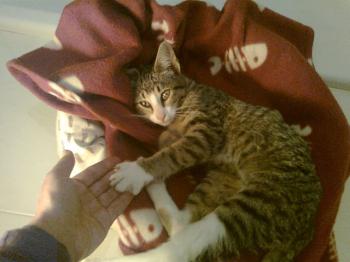 Lucky Luc Bild von Lucky Luc