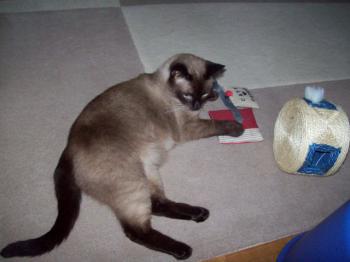 Pancho Bild von Pancho