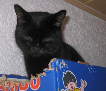 Salem Bild von Salem
