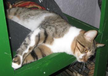 Sammy Bild von Sammy