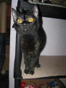 Penny Bild von Penny