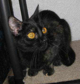 Penny Bild von Penny