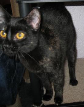 Penny Bild von Penny