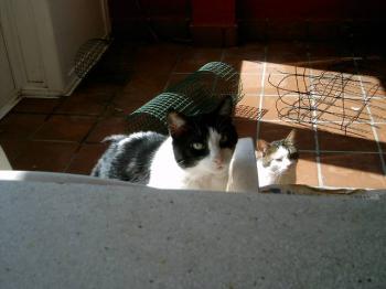 Bild von Tonio