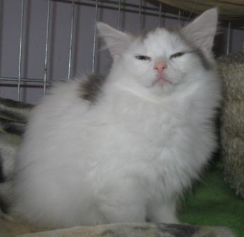 Amilia Bild von Amilia