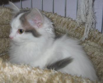 Amilia Bild von Amilia