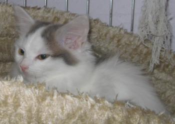 Amilia Bild von Amilia