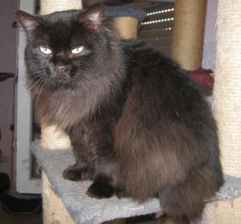Alice Bild von Alice