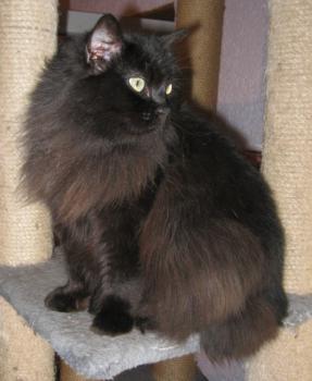 Alice Bild von Alice
