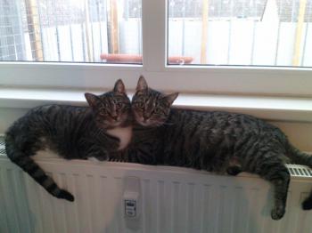 Picara Bild von Picara