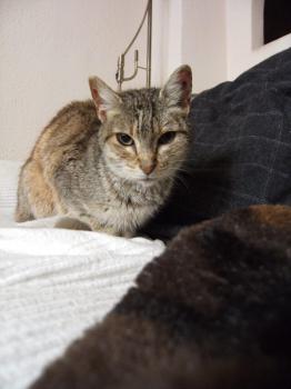Tigra Bild von Tigra
