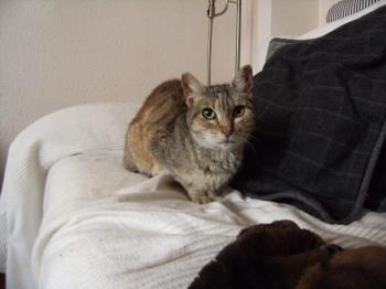 Tigra Bild von Tigra
