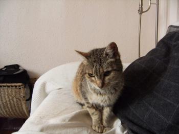 Tigra Bild von Tigra