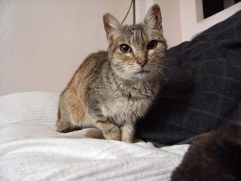 Tigra Bild von Tigra