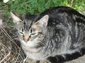 Bild von Syrah