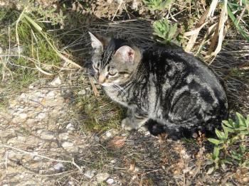 Bild von Syrah