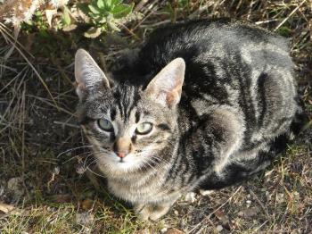 Bild von Syrah