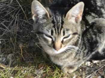 Bild von Syrah