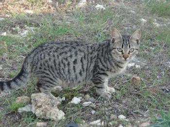 Anoush Bild von Anoush
