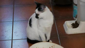 Asha Bild von Asha