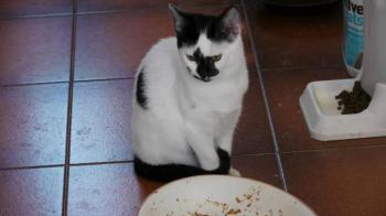 Asha Bild von Asha