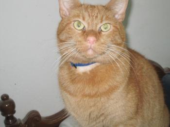 Henry Bild von Henry