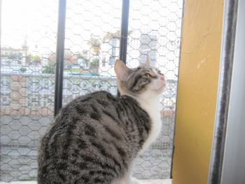 Bild von Prinz
