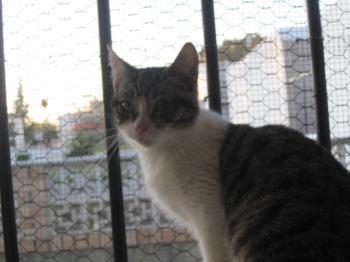 Bild von Prinz