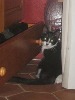 Patty Bild von Patty