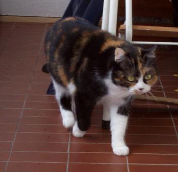 Momo Bild von Momo
