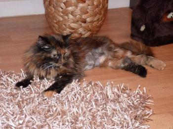 Minnie Bild von Minnie
