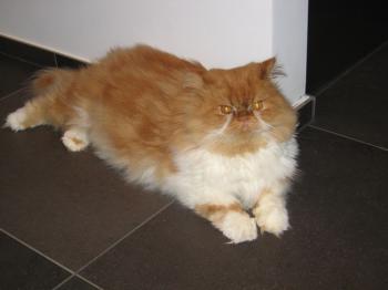 Bild von Lion King