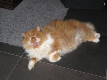 Bild von Lion King