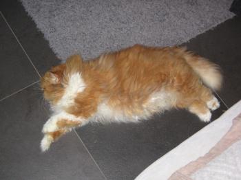 Bild von Lion King