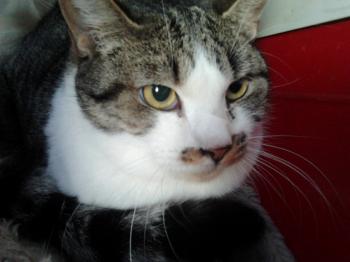 Frodo Bild von Frodo