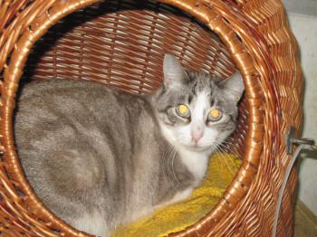 Bild von Sissi