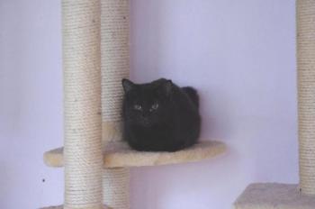 Bild von Bagheera