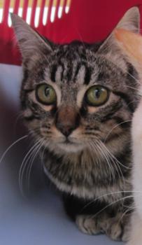 Bild von Starbuck
