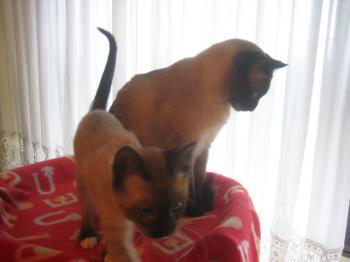 Coco Bild von Coco